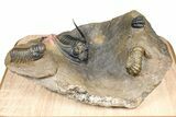 Zlichovaspis Trilobite With Crotalocephalina & Reedops #381179-1